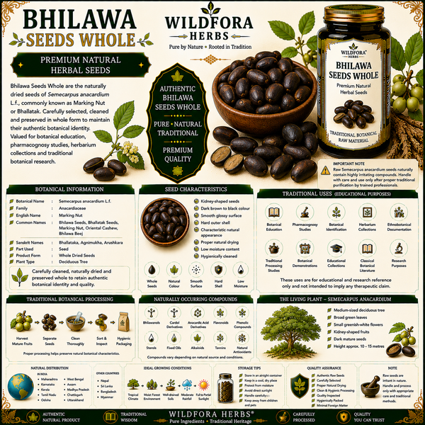 Bhilawa Seeds Whole (Semecarpus anacardium) – Premium Herbal Seeds Guide