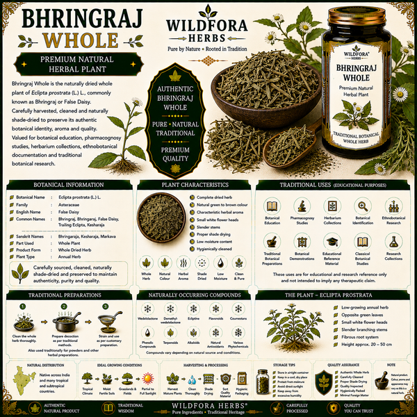 Bhringraj Whole (Eclipta prostrata) – Premium Natural Herbal Plant Guide