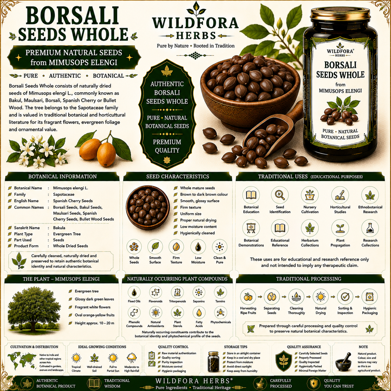 Borsali Seeds Whole (Mimusops elengi) – Premium Bakul Maulsari Seeds Guide
