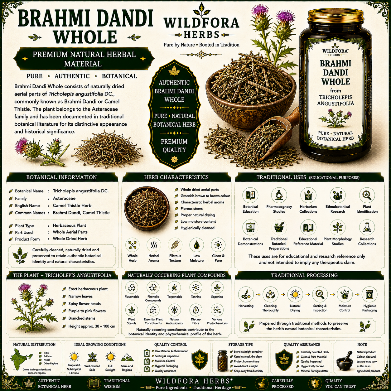 Brahmi Dandi Whole (Tricholepis angustifolia) – Premium Camel Thistle Herbal Guide