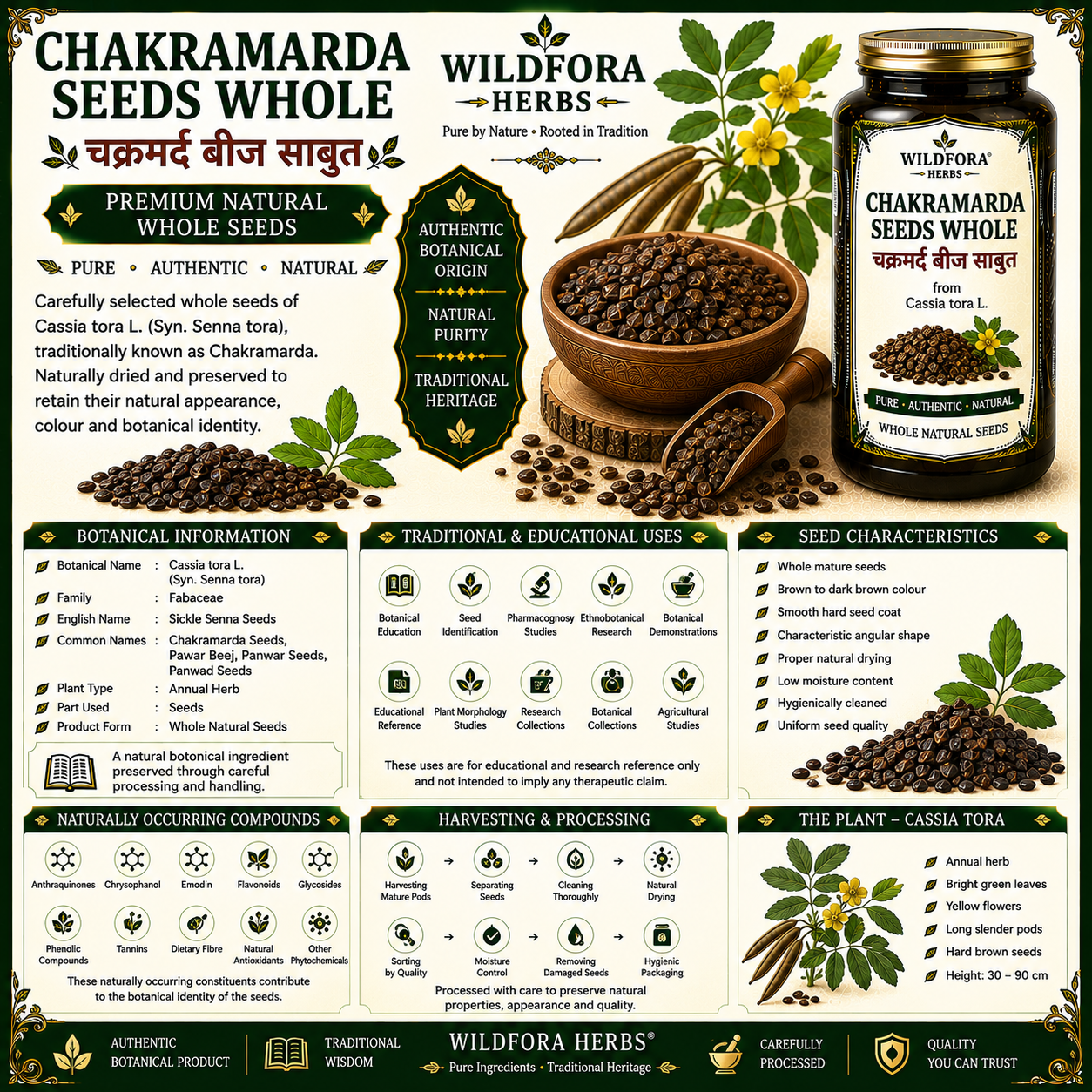 Chakramarda Seeds Whole (Cassia tora) | Premium Pawar Panwar Natural Seeds