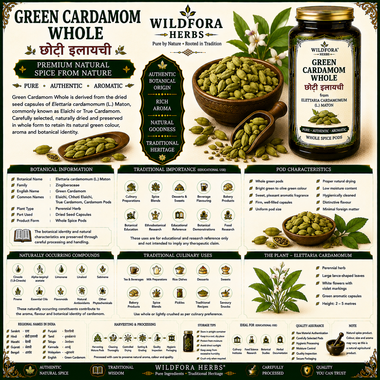 Green Cardamom Whole (Elettaria cardamomum) – Premium Natural Elaichi Spice Guide