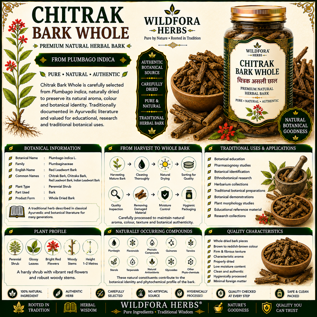 Chitrak Bark Whole (Plumbago indica) | Premium Natural Herbal Bark