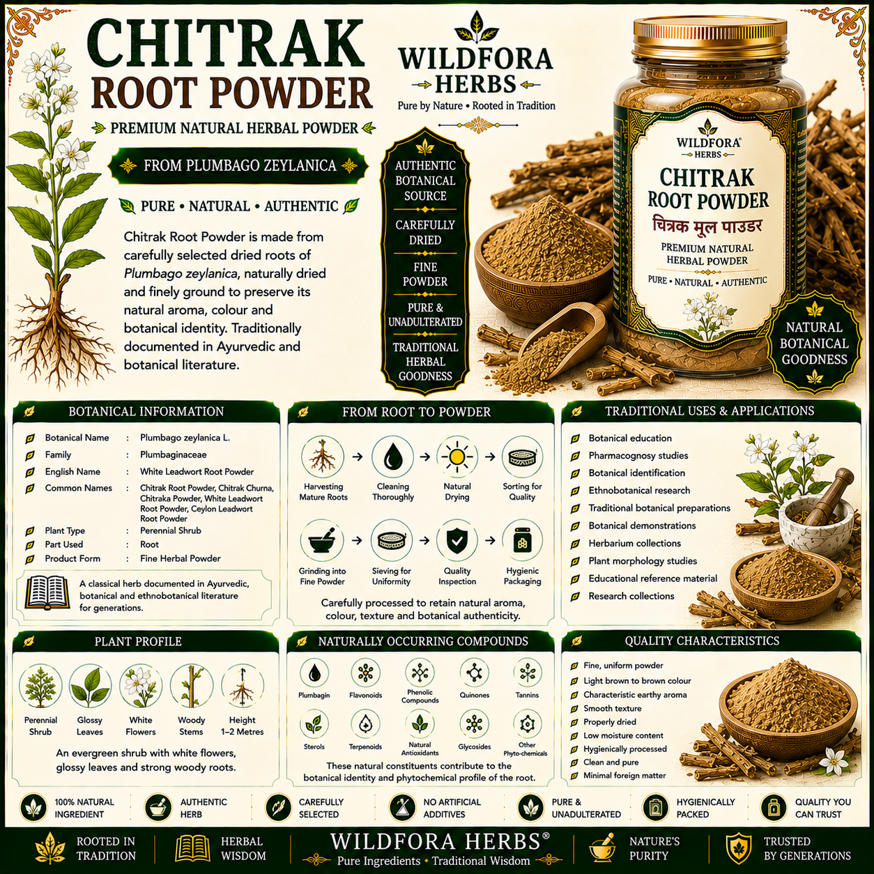 Chitrak Root Powder (Plumbago zeylanica) | Premium Chitrak Churna Herbal Powder