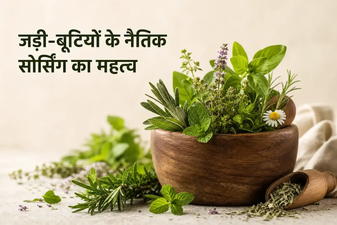 जड़ी-बूटियों के नैतिक सोर्सिंग का महत्व