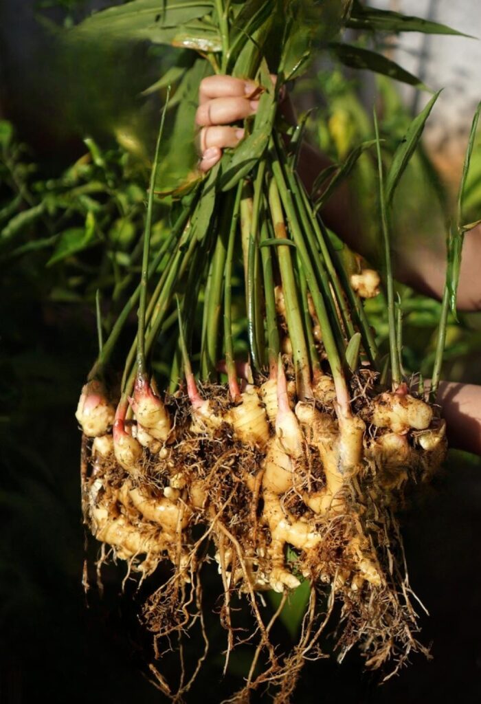 Adrak Powder Dry Ginger Powder | Sunth Churna Herbal Powder