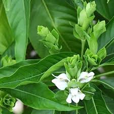 Adulsa Bansa Green | Malabar Nut Whole Adhatoda Vasaka Herbal Product