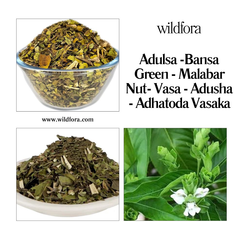 Adulsa Bansa Green | Malabar Nut Whole Adhatoda Vasaka Herbal Product