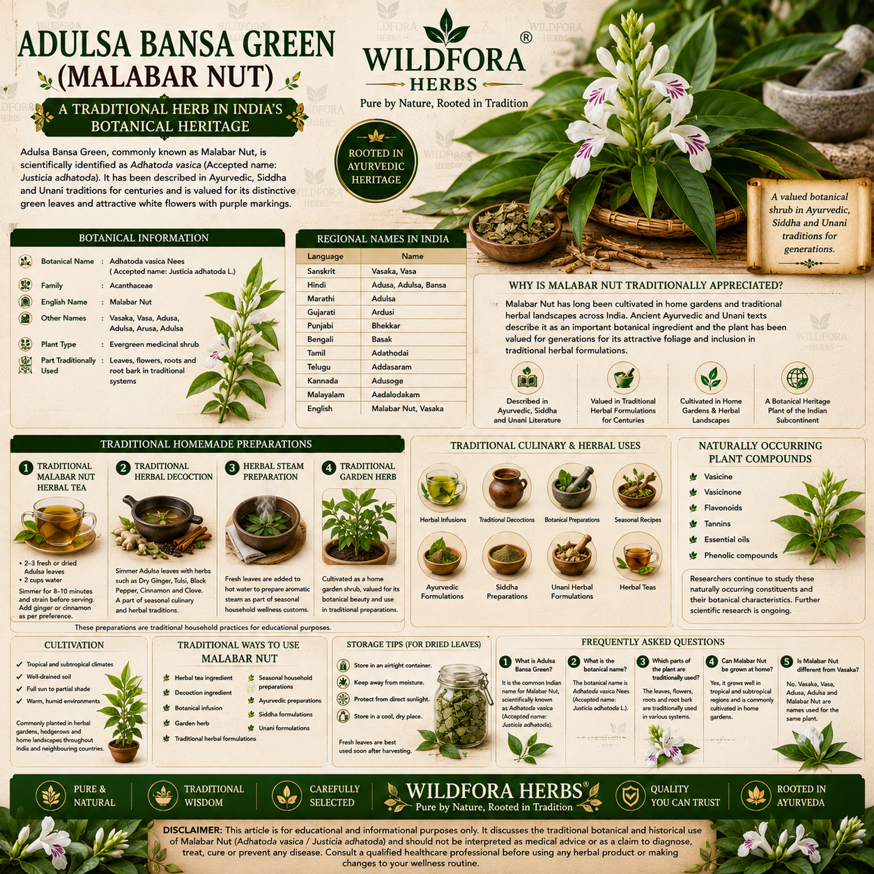 Adulsa Bansa Green | Malabar Nut Whole Adhatoda Vasaka Herbal Product