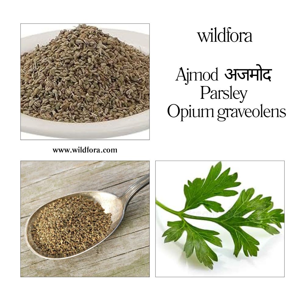 Ajmoda Parsley Whole Apium Graveolens Herbal Product