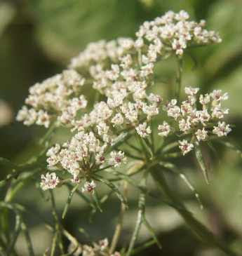 Ajwain Powder Trachyspermum Ammi | Natural Carom Seed Powder