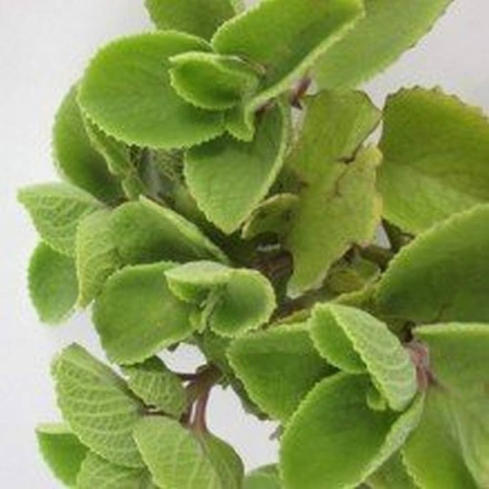 Ajwain Powder Trachyspermum Ammi | Natural Carom Seed Powder