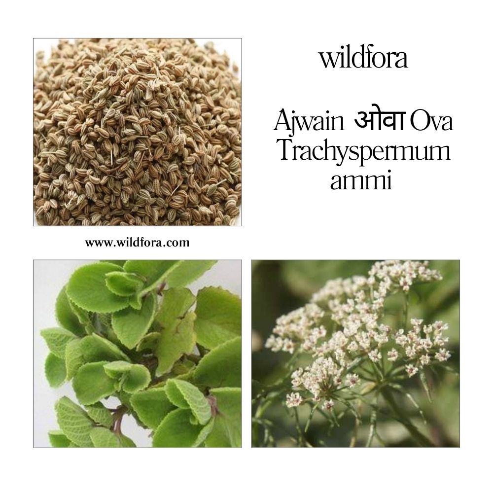 Ajwain Powder Trachyspermum Ammi | Natural Carom Seed Powder