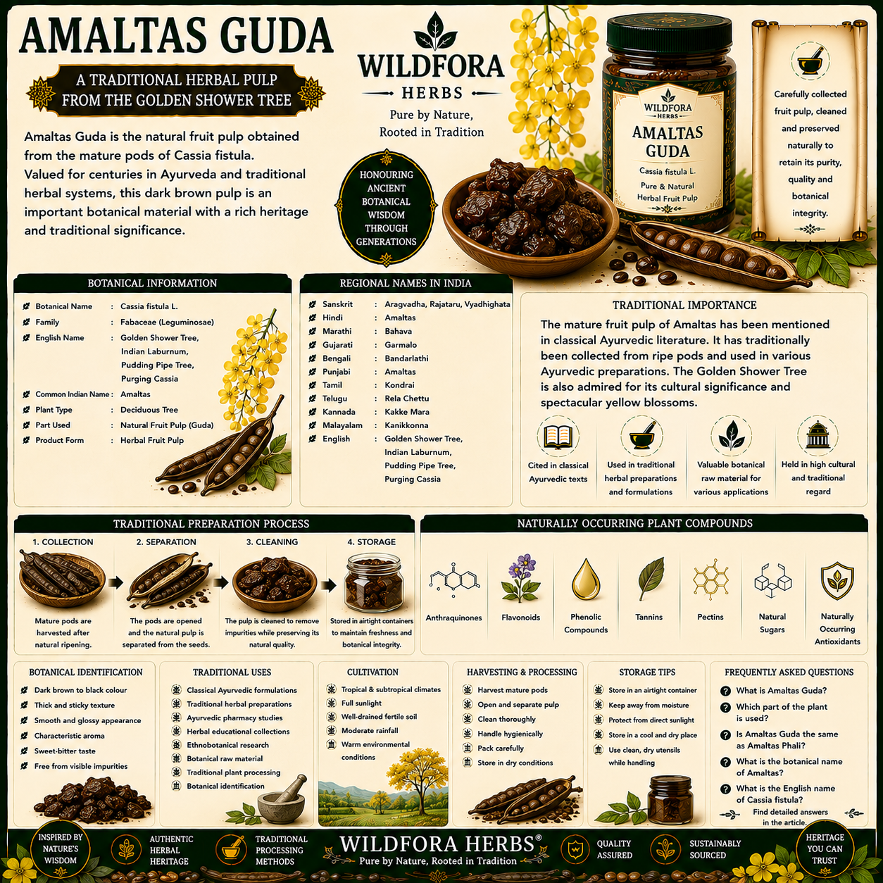 Amaltas Guda (Cassia fistula): Natural Herbal Pulp, Botanical Guide & Traditional Herbal Heritage