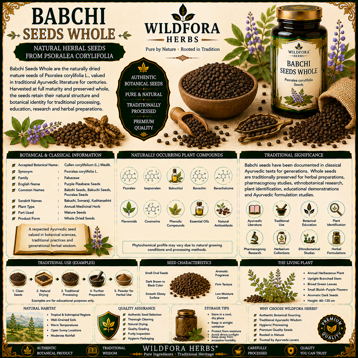 Babchi Seeds Whole Psoralea Corylifolia Purple Fleabane Seeds