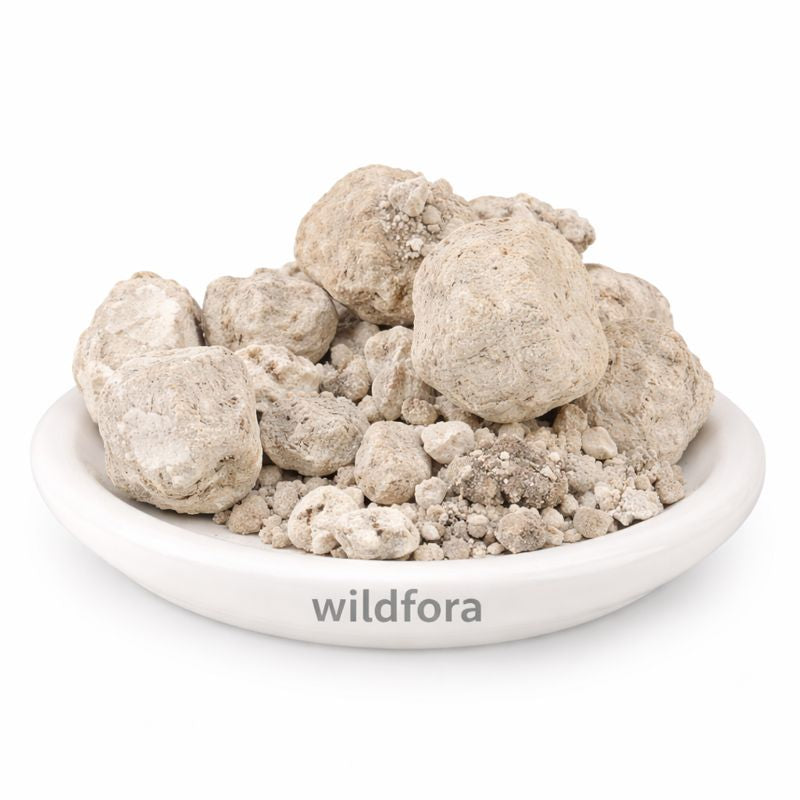 Banslochan Asli Whole Bambusa Vulgaris Tabasheer Natural Mineral