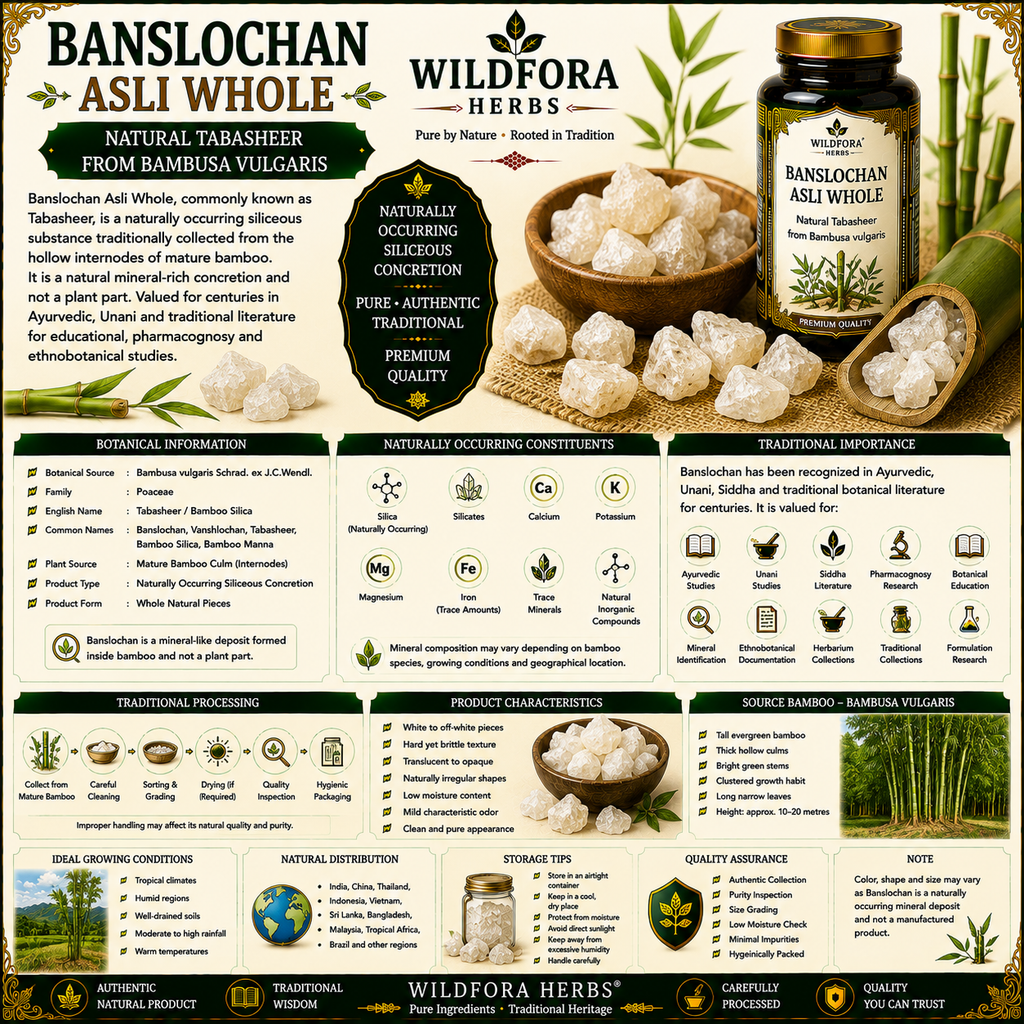 Banslochan Asli Whole Bambusa Vulgaris Tabasheer Natural Mineral