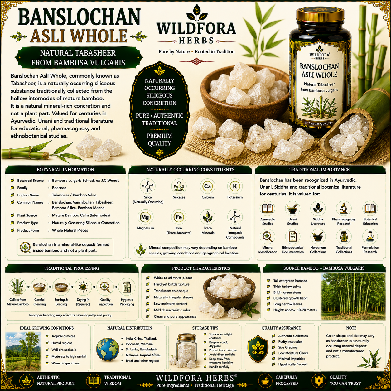 Banslochan Asli Whole Bambusa Vulgaris Tabasheer Natural Mineral