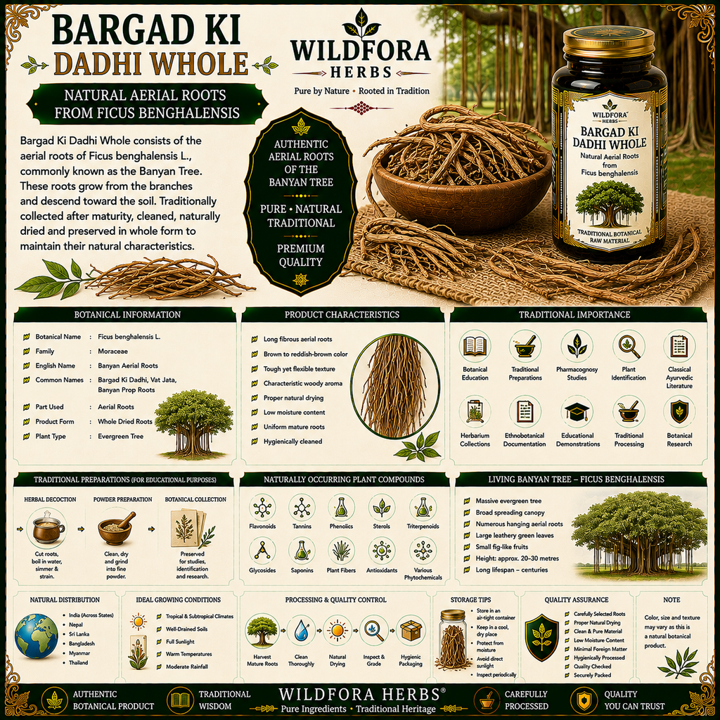 Bargad Ki Dadhi Whole Ficus Benghalensis Aerial Roots