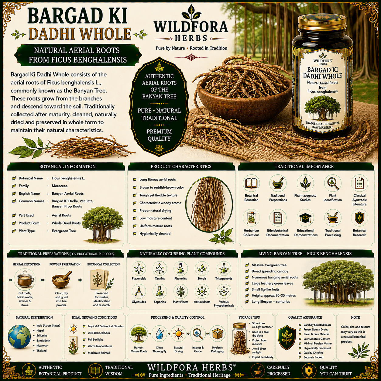 Bargad Ki Dadhi Whole Ficus Benghalensis Aerial Roots