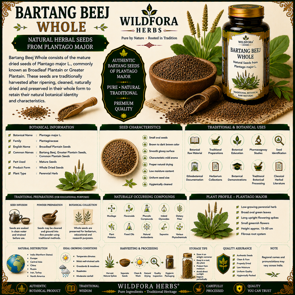 Bartang Beej Whole Plantago Major Natural Herbal Seeds