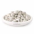 Ber Pathar Fossil Encrinite Calcined Lime Silicate Whole Natural Mineral Product