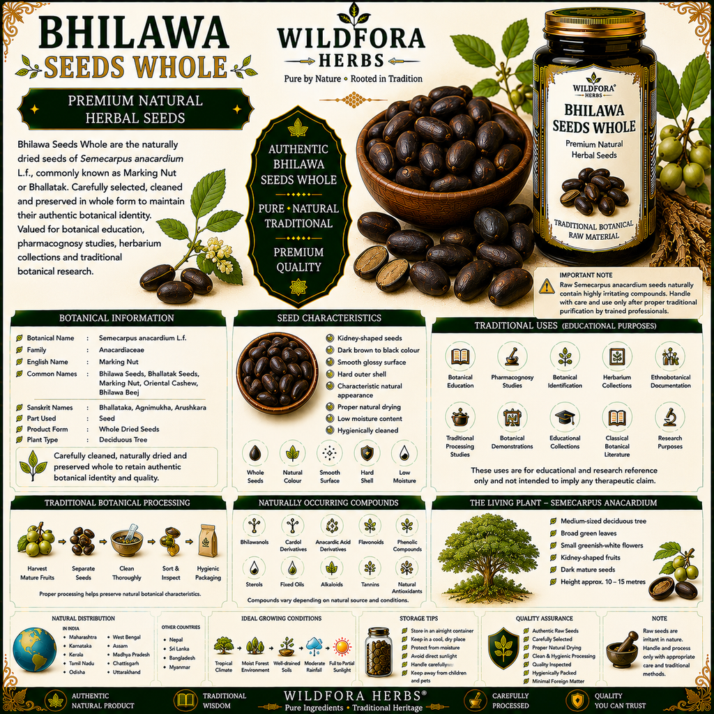 Bhilawa Seeds Whole Semecarpus Anacardium Herbal Seeds