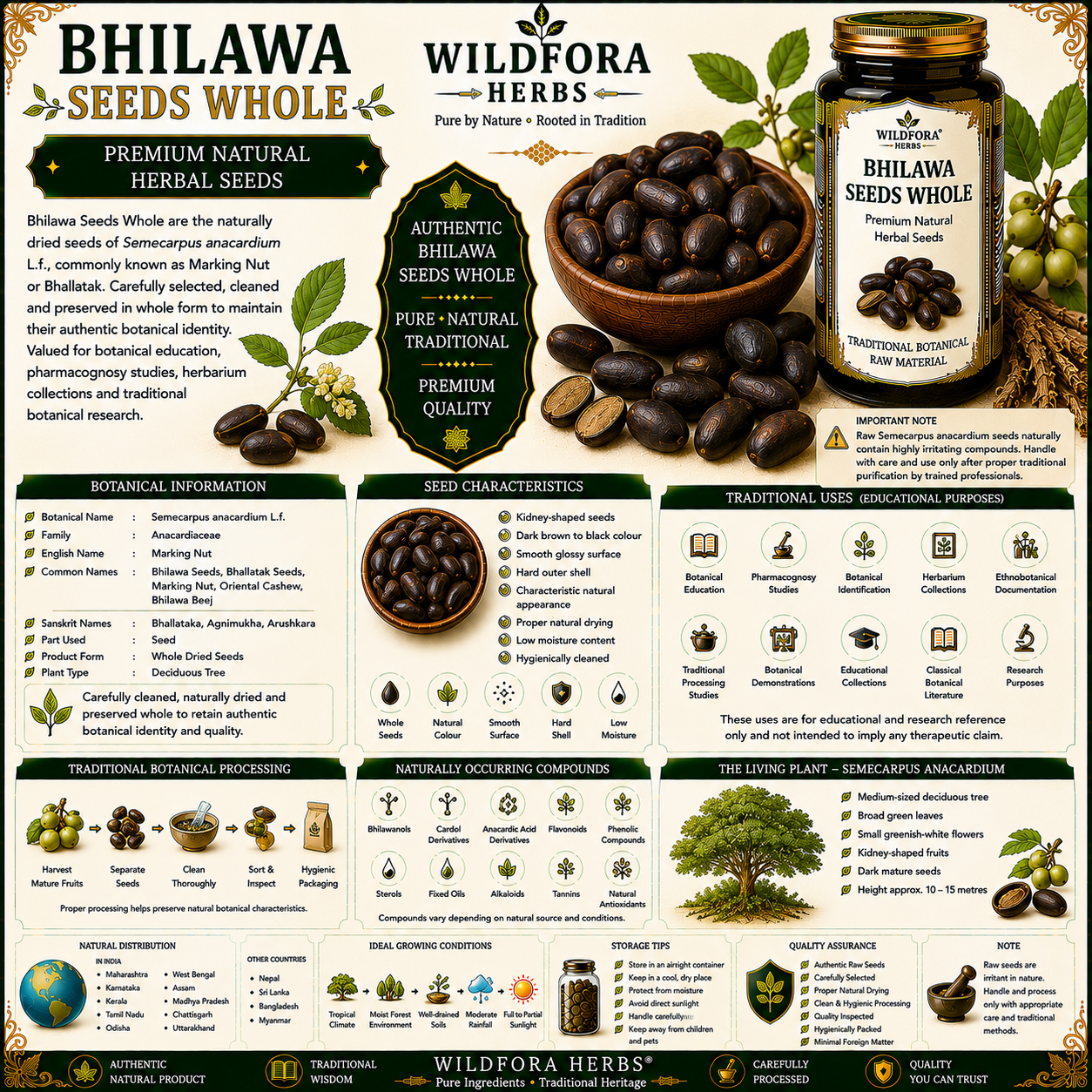 Bhilawa Seeds Whole Semecarpus Anacardium Herbal Seeds