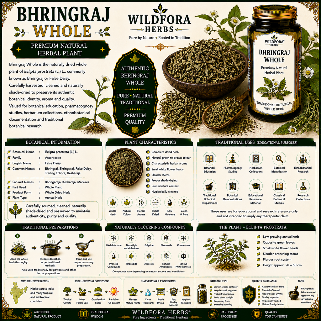 Bhringraj Whole Eclipta Prostrata Natural Herbal Plant