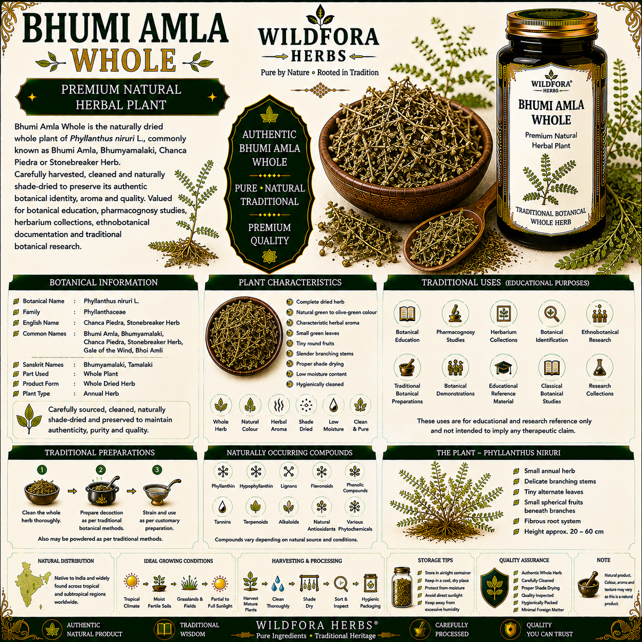 Bhumi Amla Whole Phyllanthus Niruri Chanca Piedra Herb