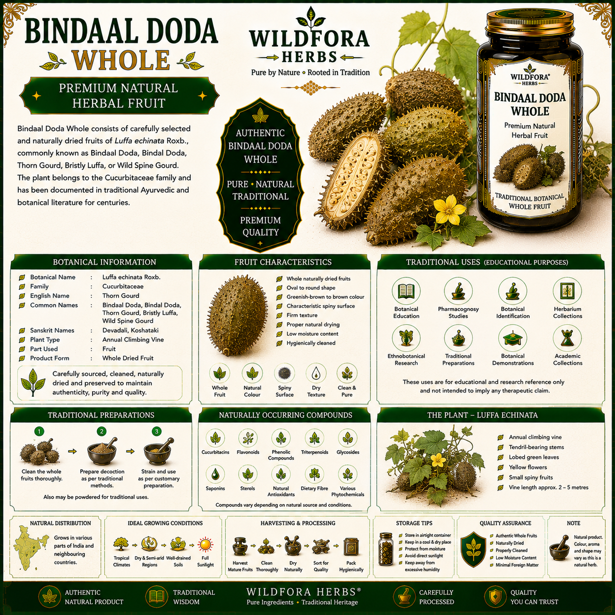 Bindaal Doda Whole (Luffa echinata) – Premium Thorn Gourd Herbal Fruit Guide