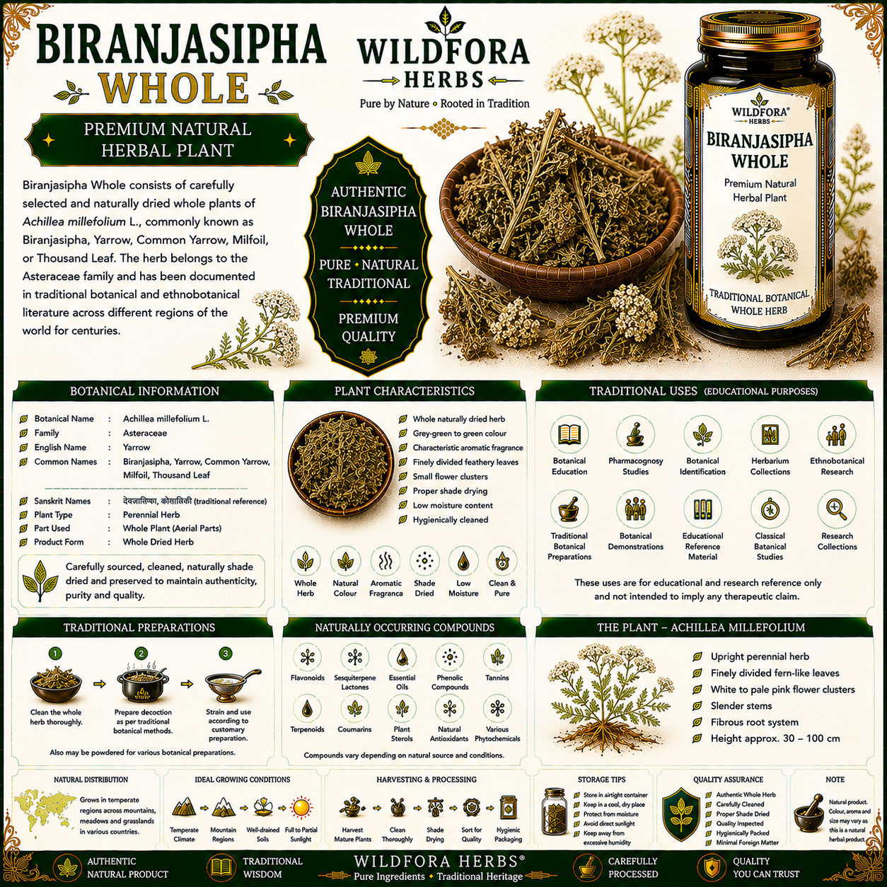 Biranjasipha Whole Achillea Millefolium Yarrow Herbal Plant