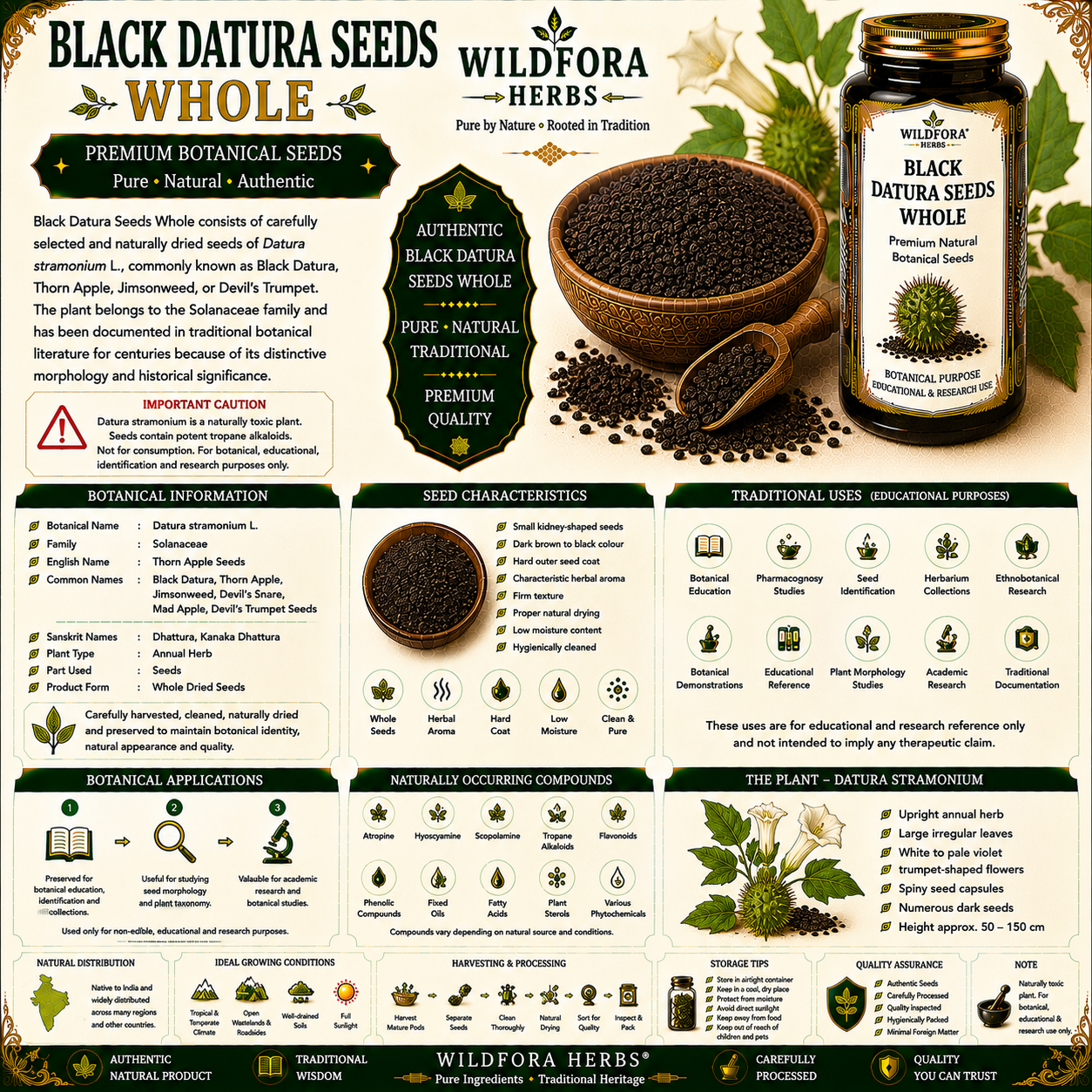 Black Datura Seeds Whole Datura Stramonium Thorn Apple Seeds