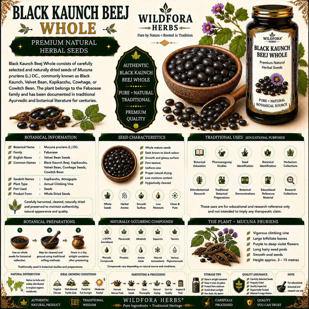 Black Kaunch Beej Whole Mucuna Pruriens Cowhage Seeds