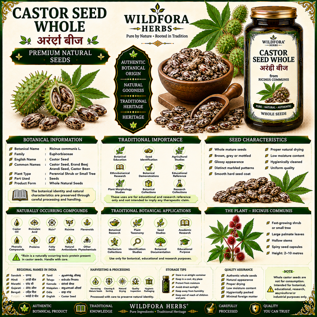 Castor Seed Whole Ricinus Communis Natural Erand Beej