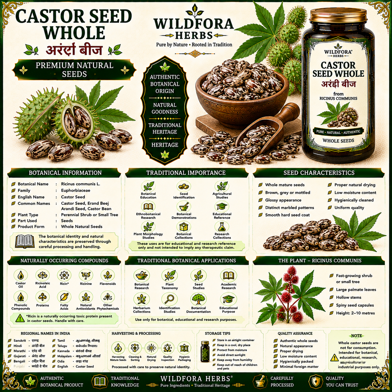 Castor Seed Whole Ricinus Communis Natural Erand Beej