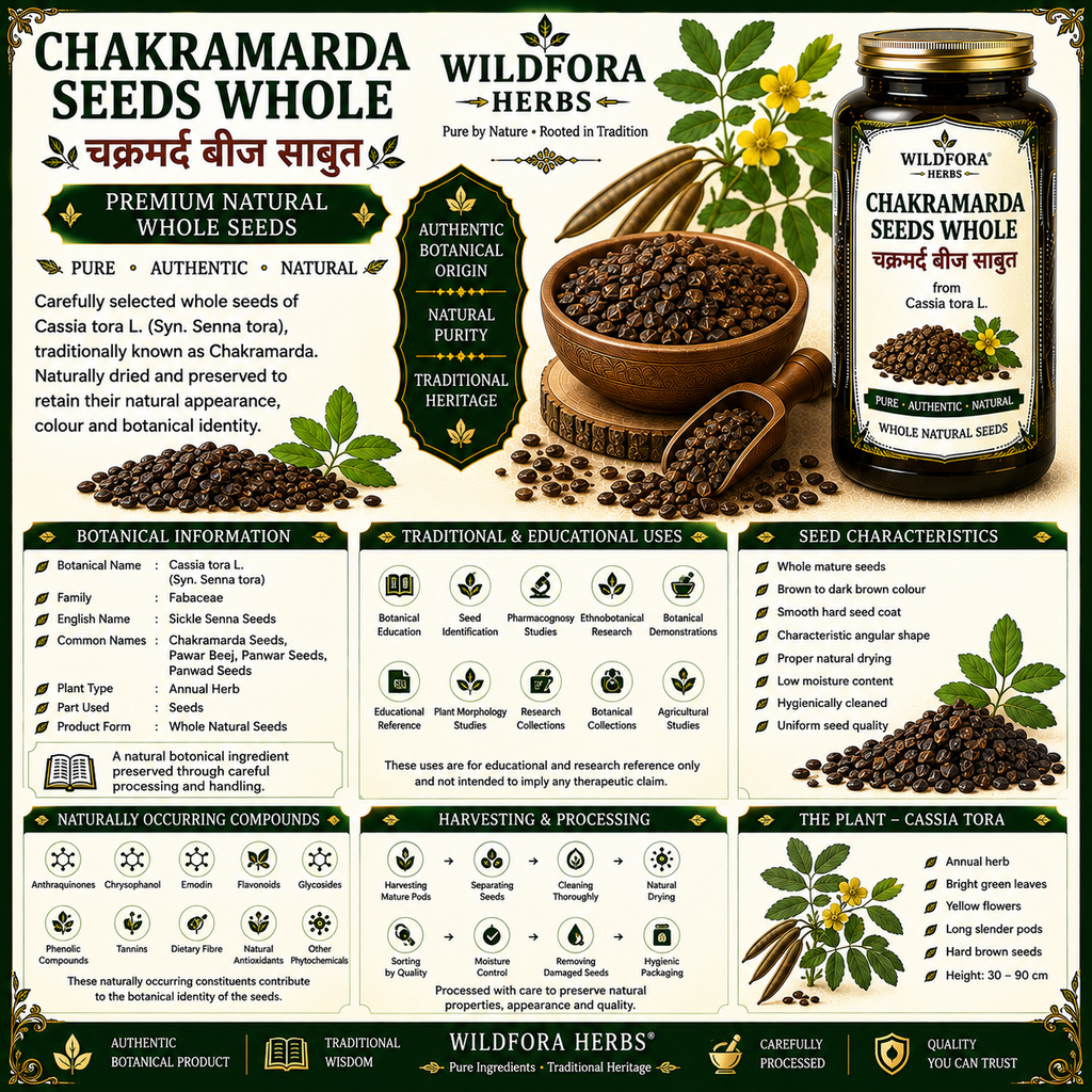Chakramarda Seeds Whole Cassia Tora Pawar Panwar Seeds