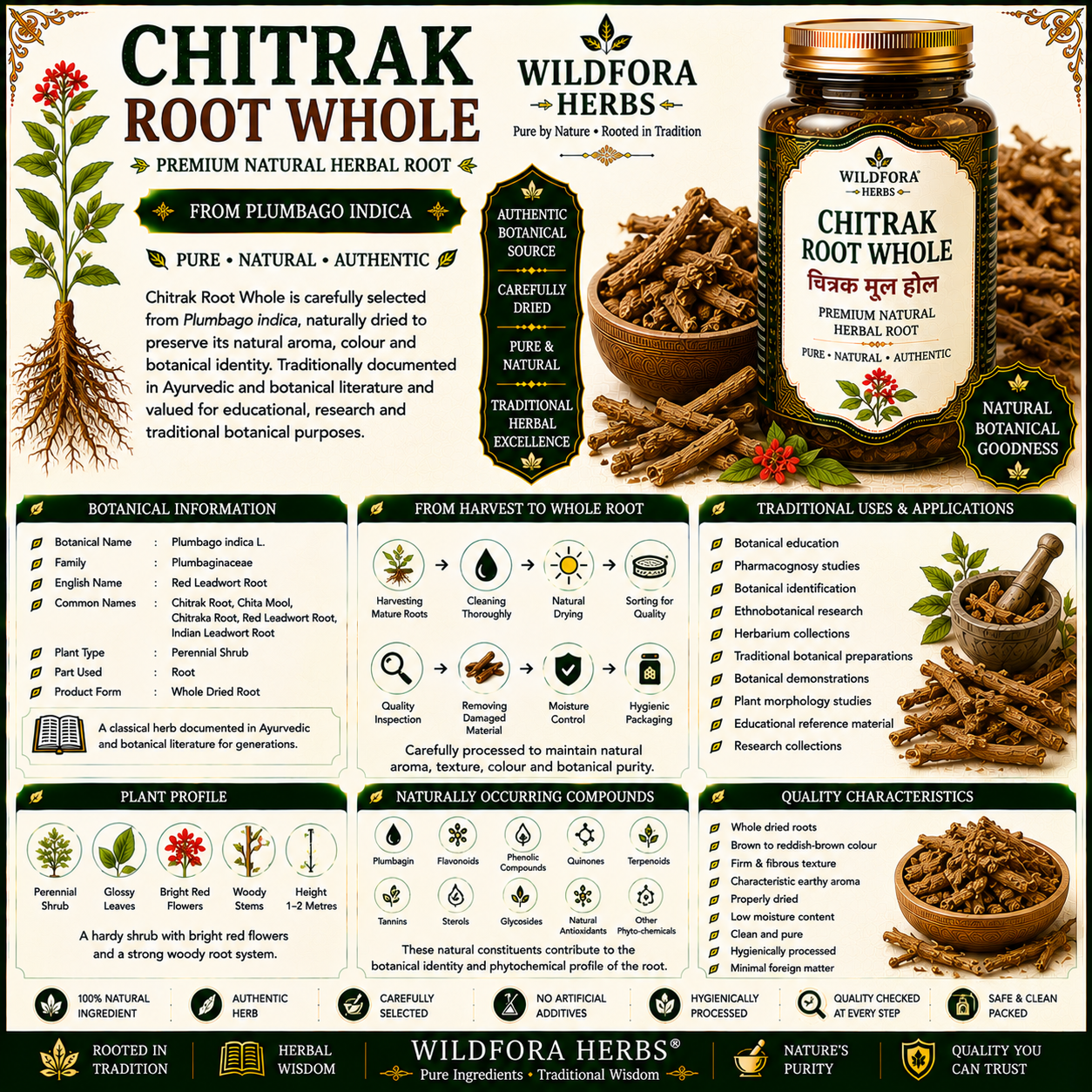 Chitrak Root Whole Plumbago Indica Chita Mool Herbal Root