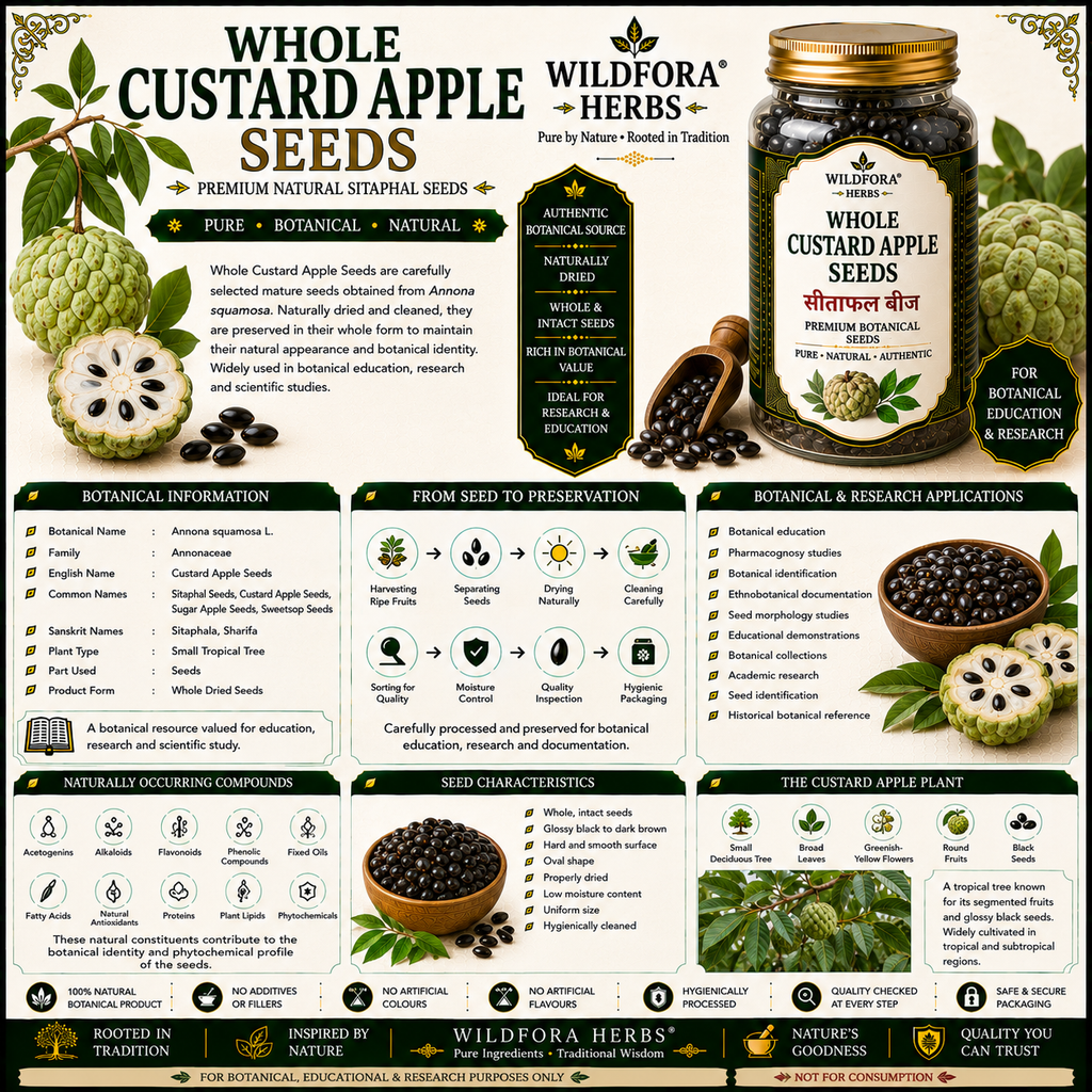 Custard Apple Seeds Whole Annona Squamosa Sitaphal Seeds