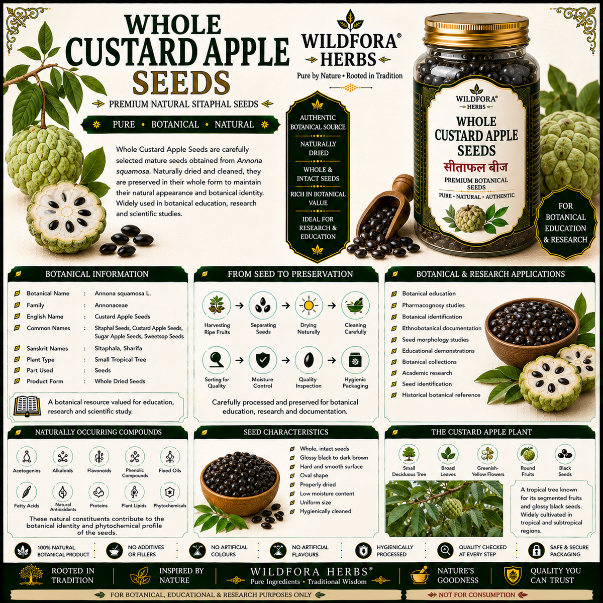 Custard Apple Seeds Whole Annona Squamosa Sitaphal Seeds