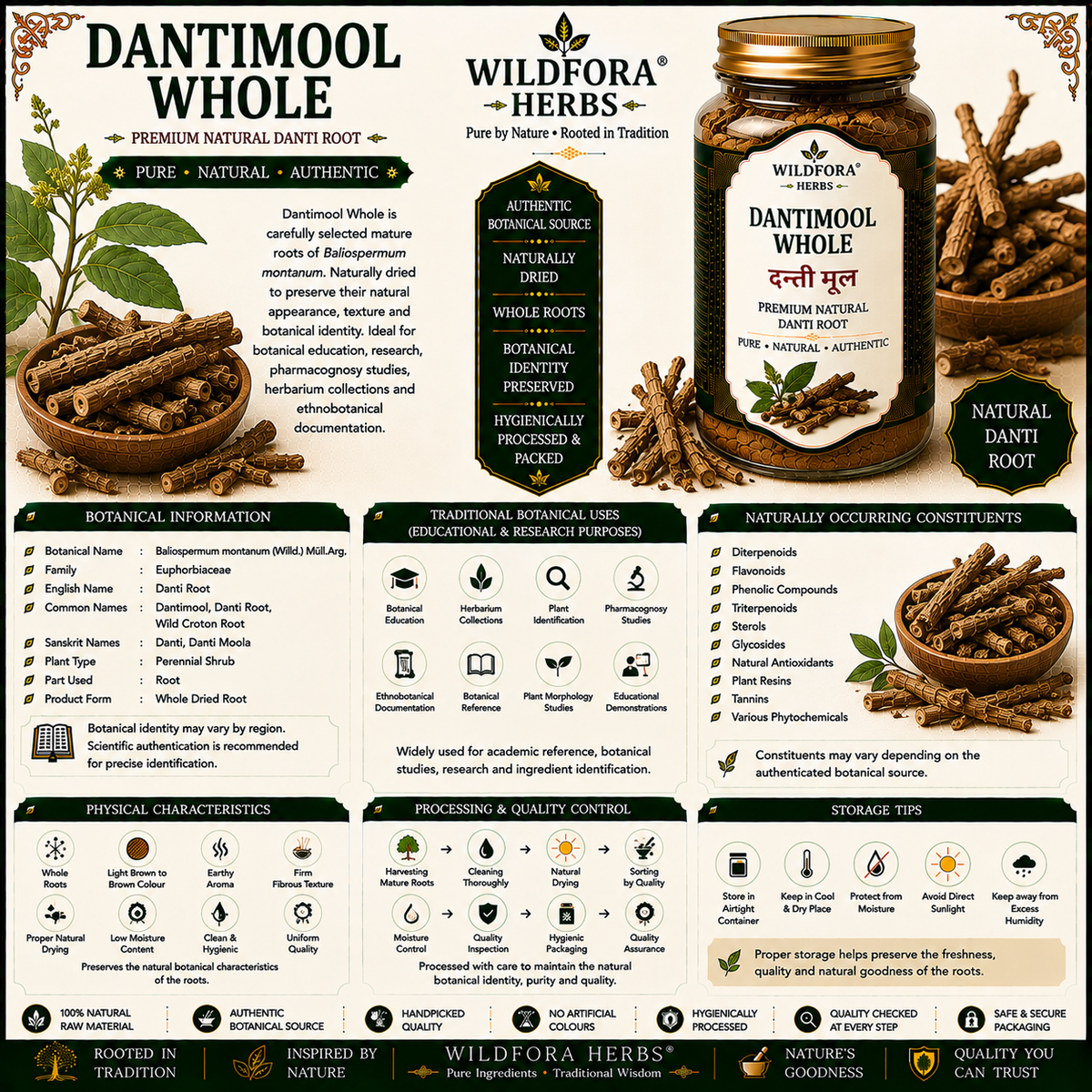 Dantimool Whole Baliospermum Montanum Natural Danti Root