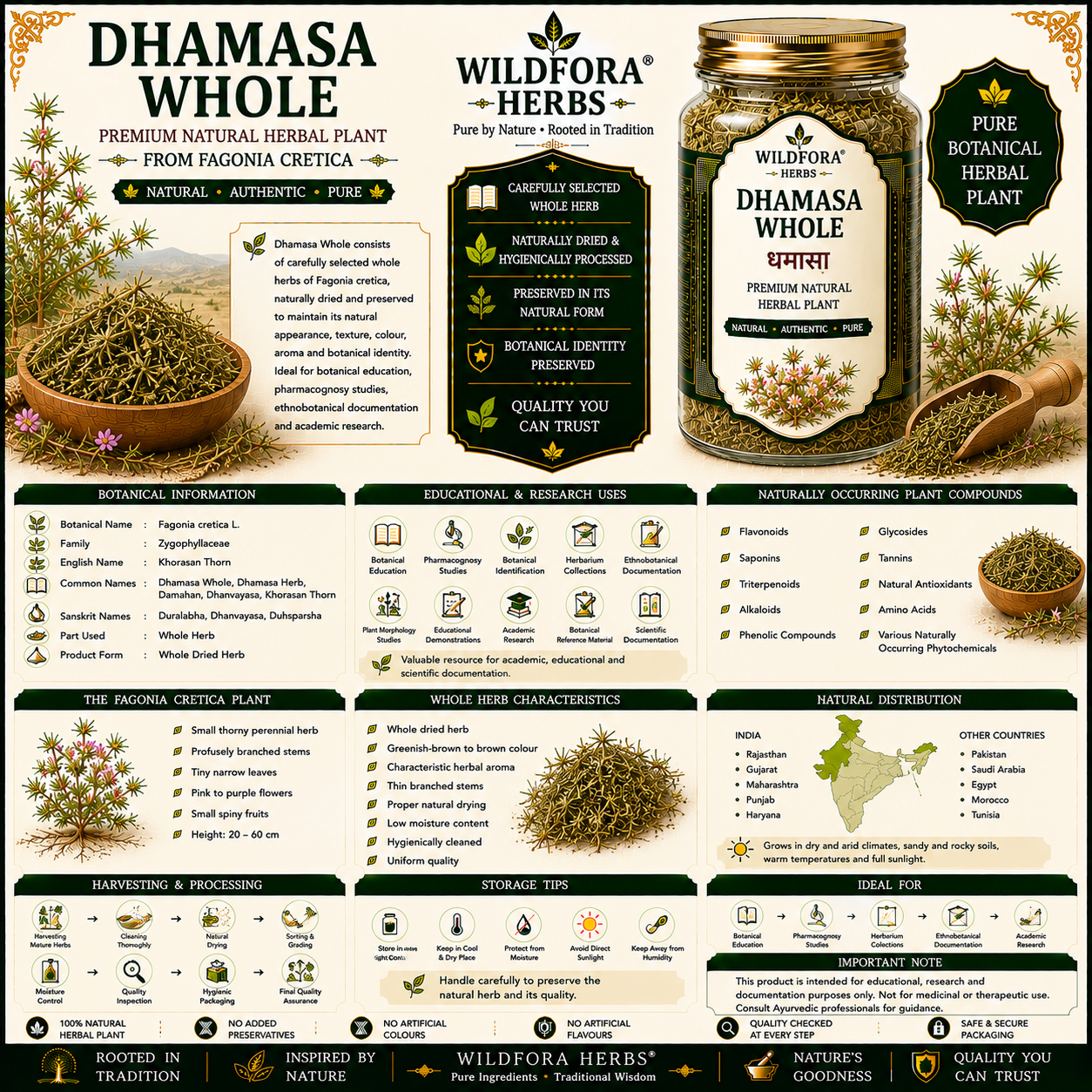 Dhamasa Whole Fagonia Cretica Natural Herbal Plant