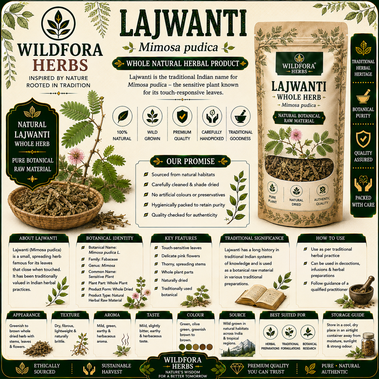 Lajwanti Mimosa Pudica Whole Sensitive Plant