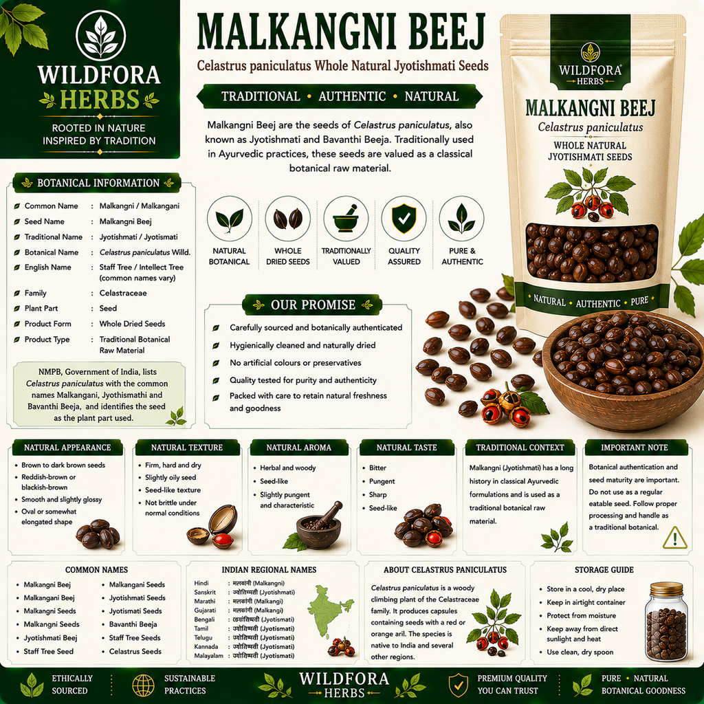 Malkangni Beej Celastrus Paniculatus Whole Natural Jyotishmati Seeds
