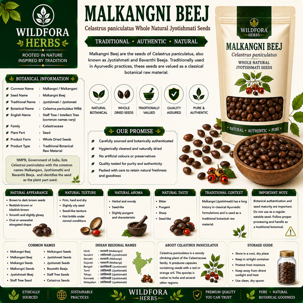 Malkangni Beej Celastrus Paniculatus Whole Natural Jyotishmati Seeds
