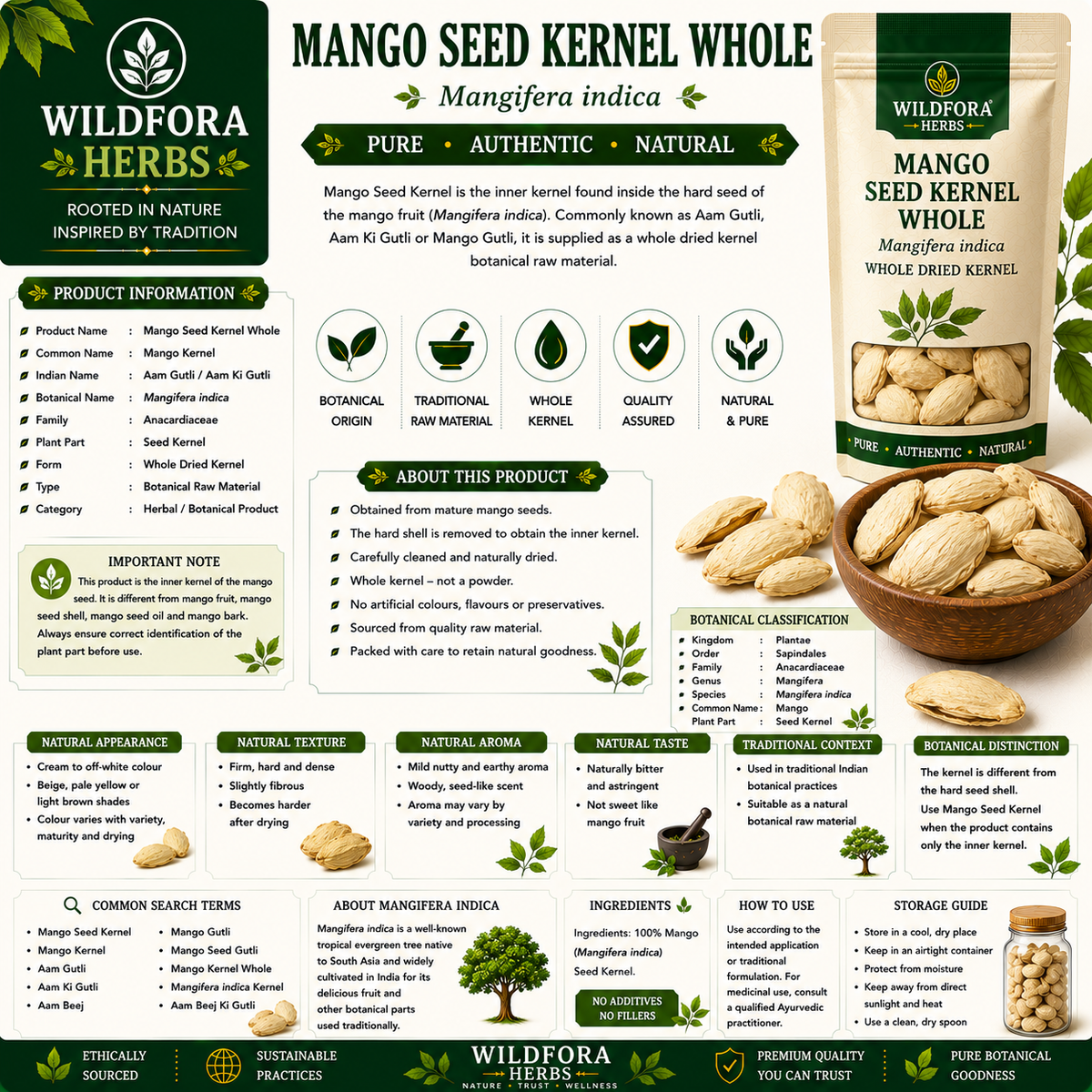 Mango Seed Kernel Mangifera Indica Whole Natural Aam Gutli