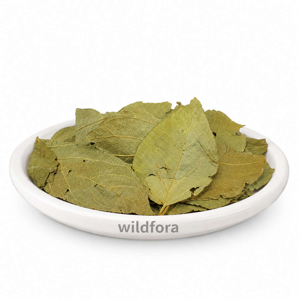 Parijatak Leaves Whole Nyctanthes Arbor Tristis Night Jasmine Leaf