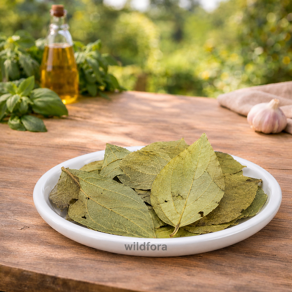 Parijatak Leaves Whole Nyctanthes Arbor Tristis Night Jasmine Leaf