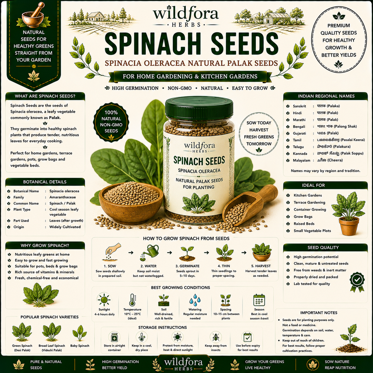 Spinach Seeds Spinacia Oleracea Whole Natural Palak Seeds for Planting