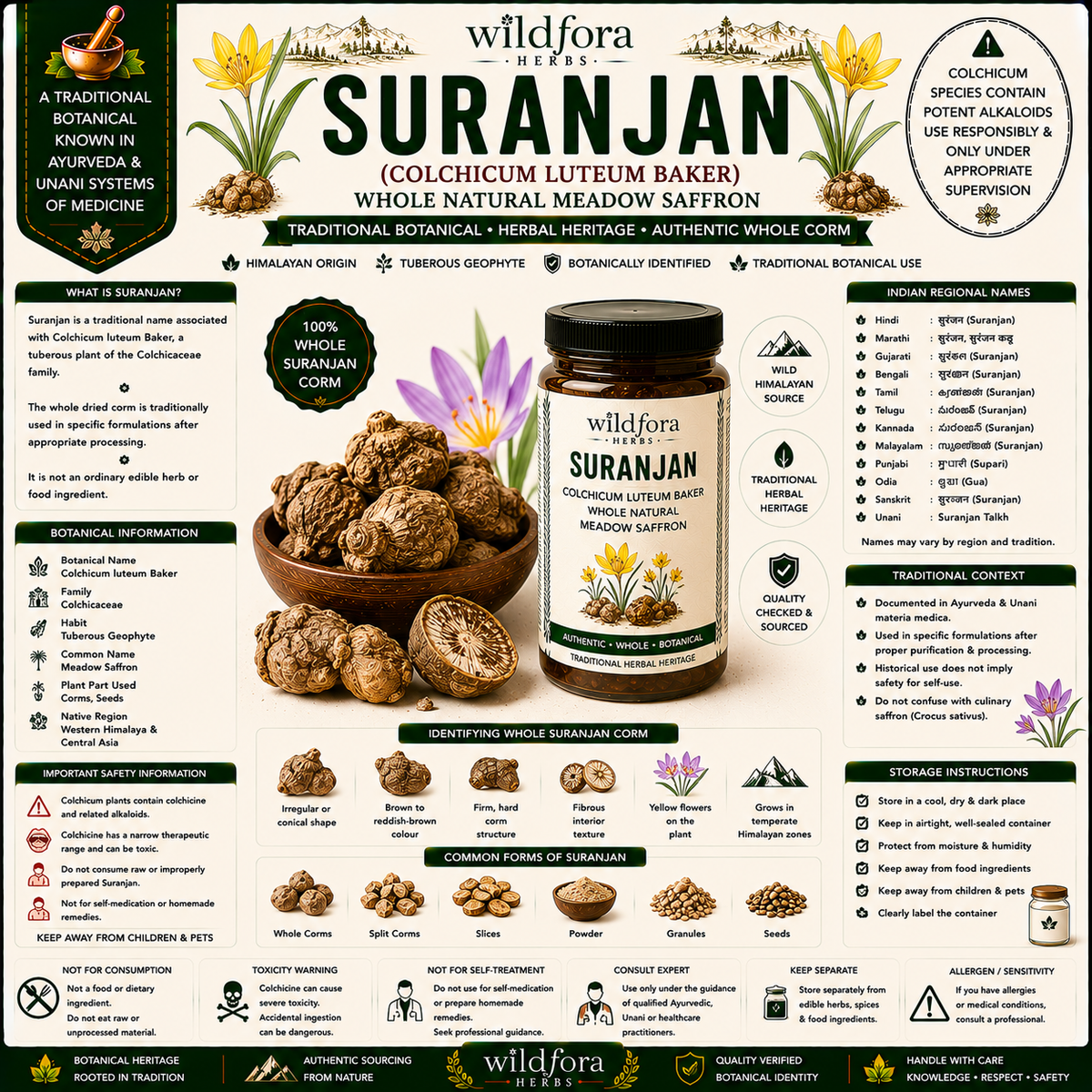 Suranjan Colchicum luteum Whole | Natural Meadow Saffron Root